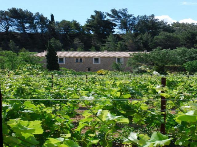 Domaine De "Creva-Tinas" Bed & Breakfast Mailhac Exterior photo